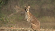 AUSTRALIE 2008